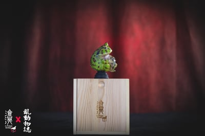 【原創授權】滄溟工作室-角蛙與蝌蚪9