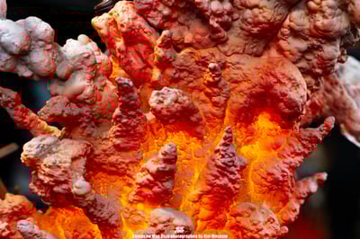 【電鋸人】山雨雲 Studio-劇場版 蕾塞篇15