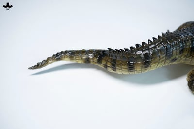 【正版授權】JXK－荒灘巨鱷11