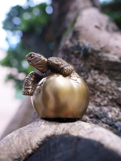 【動物爬蟲】博物誌-加拉巴哥象龜 幼龜破殼3