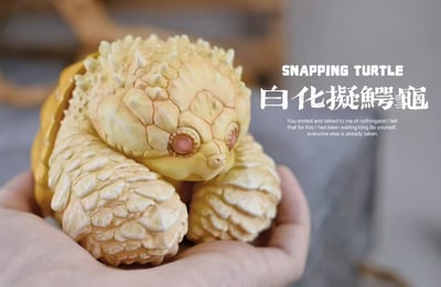 【爬蟲動物】博物誌-2024噸噸動物園龜系列8