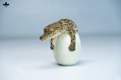 【正版授權】JXK－破殼小鱷魚4