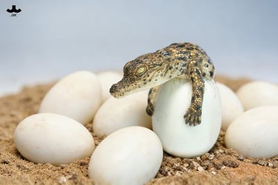 【正版授權】JXK－破殼小鱷魚1