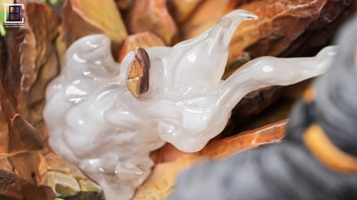 【七龍珠】Cousin Brother-4週年款超級賽亞人集合8