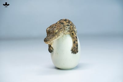 【正版授權】JXK－破殼小鱷魚9