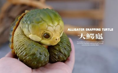 【爬蟲動物】博物誌-2024噸噸動物園龜系列4