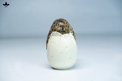 【正版授權】JXK－破殼小鱷魚6