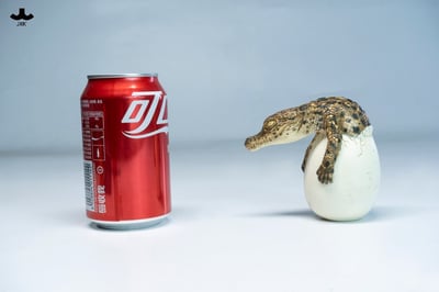 【正版授權】JXK－破殼小鱷魚14