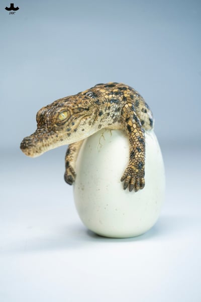 【正版授權】JXK－破殼小鱷魚3