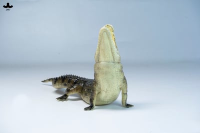 【正版授權】JXK－荒灘巨鱷6