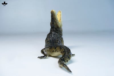 【正版授權】JXK－荒灘巨鱷4