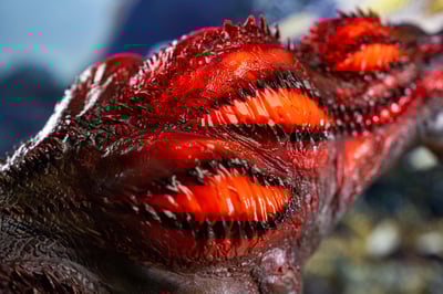 【魔物獵人】BlackFatalis Studio-怪獸獵人 煌怒恐暴龍5