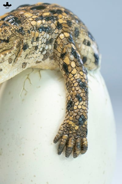 【正版授權】JXK－破殼小鱷魚11