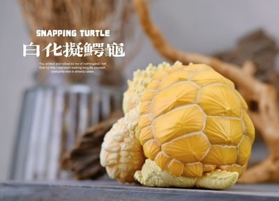 【爬蟲動物】博物誌-2024噸噸動物園龜系列10