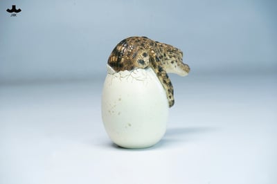 【正版授權】JXK－破殼小鱷魚7