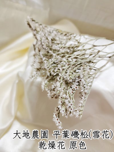 ❁大地農園EARTH MATTERS❁平葉磯松/雪花8