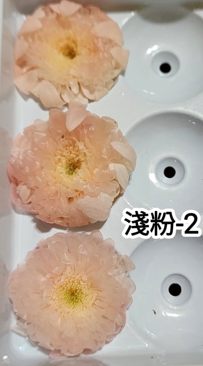 ♪2-3cm小雛菊 ♪13