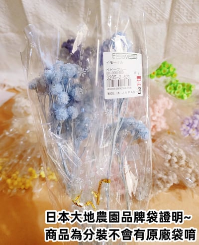 ♫大地農園/東北花材 蠟菊♫3