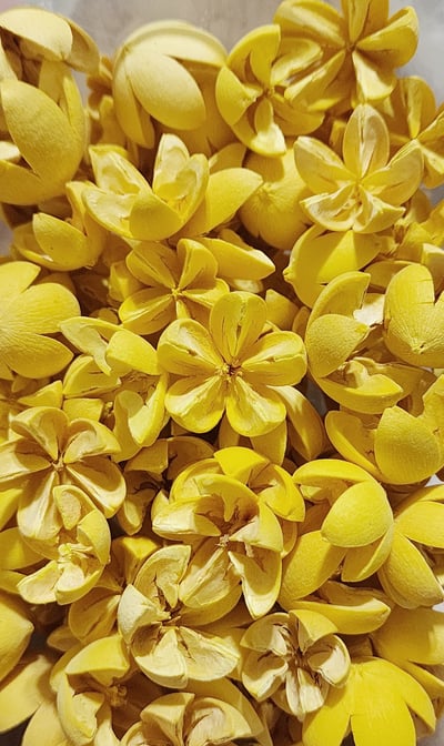 木荷果/開心果/開口笑果實/十字果15