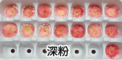 ♪2-3cm小雛菊 ♪9