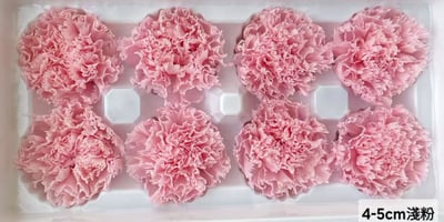 4-5cm康乃馨❁素色/特殊色 7色❁(4/21已更新)16