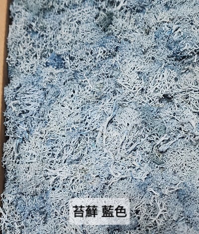 ★馴鹿草/苔蘚/馴鹿苔★（4／21已更新）16