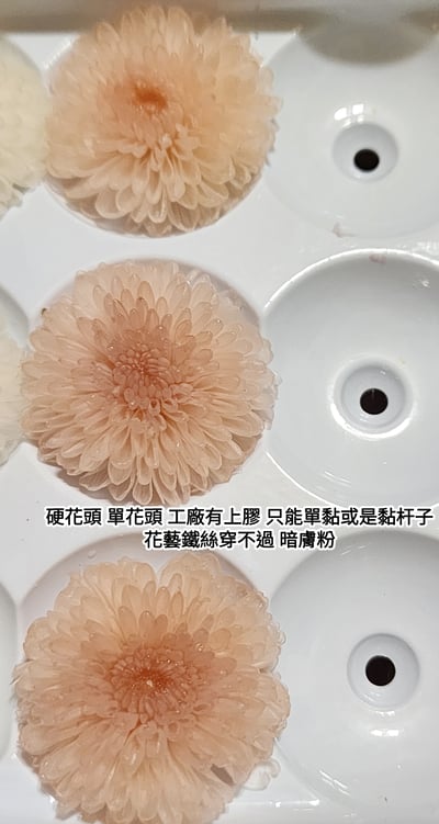 ♪2-3cm小雛菊 ♪14