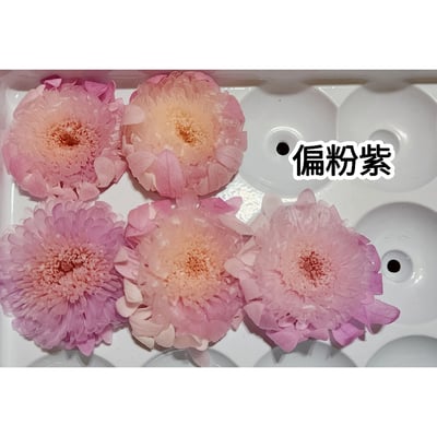 ♪2-3cm小雛菊 ♪20