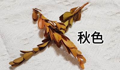 ✿黃楊/金柳✿(8/4已更新)7