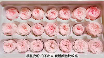 ❤2-3cm奧斯汀/巧克力奧斯汀 17色❤8