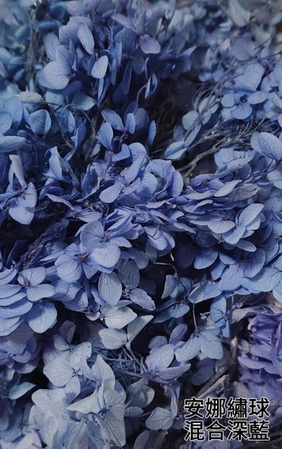 ★安娜繡球 亞特蘭繡球 單色雙色(6/30已更新)24