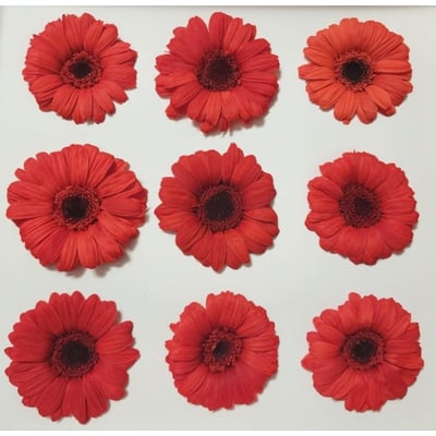 約4-5cm迷你非洲菊/菊花3