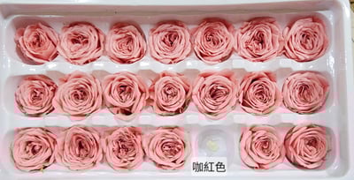 ❤2-3cm奧斯汀/巧克力奧斯汀 17色❤21