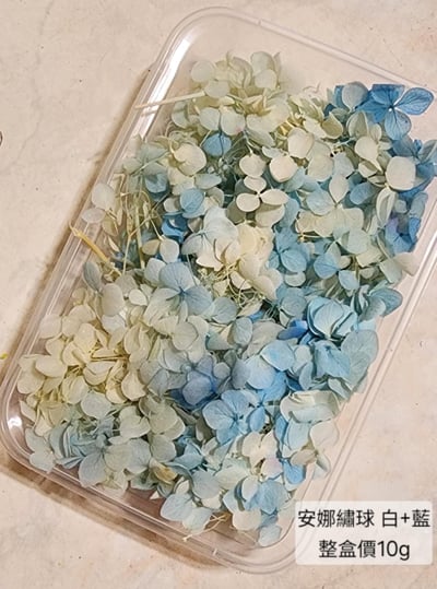 ★安娜繡球 亞特蘭繡球 單色雙色(6/30已更新)16