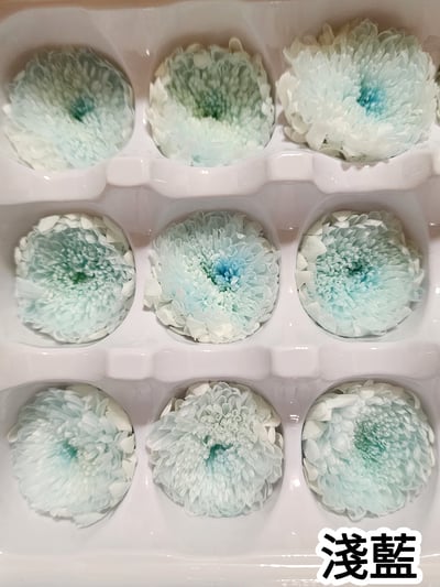 ♪2-3cm小雛菊 ♪4