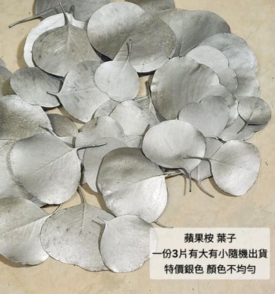 尤加利葉/小圓葉桉/大圓葉桉/蘋果桉（8／7已更新）22