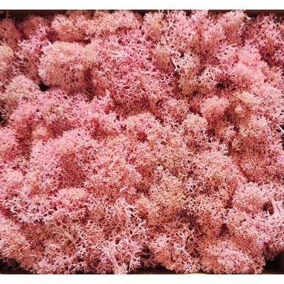 ★馴鹿草/苔蘚/馴鹿苔★（4／21已更新）9