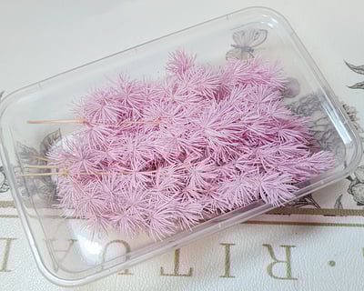 ♫蓬萊松/壽松♫8