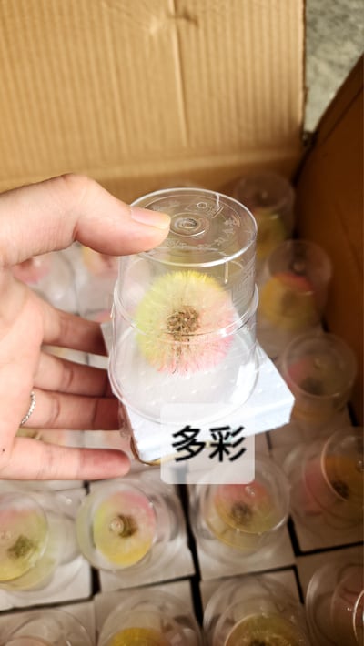 ❀蒲公英❀（7／25已更新）20