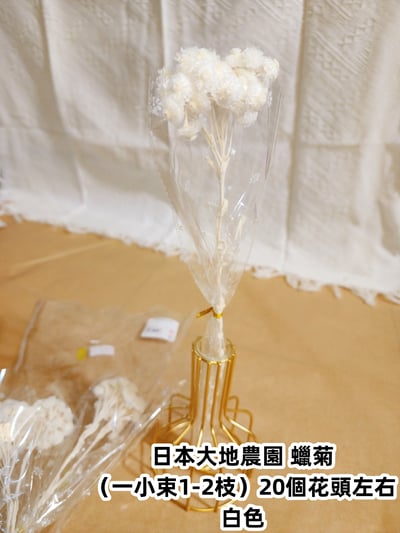 ♫大地農園/東北花材 蠟菊♫9