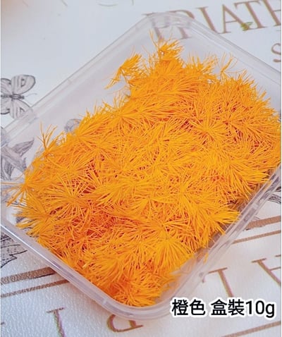 ♫蓬萊松/壽松♫6