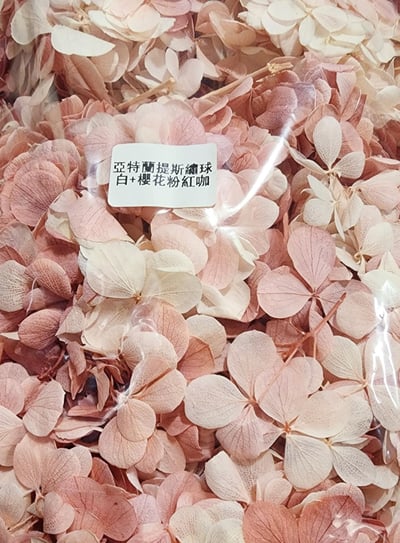 ★安娜繡球 亞特蘭繡球 單色雙色(6/30已更新)8