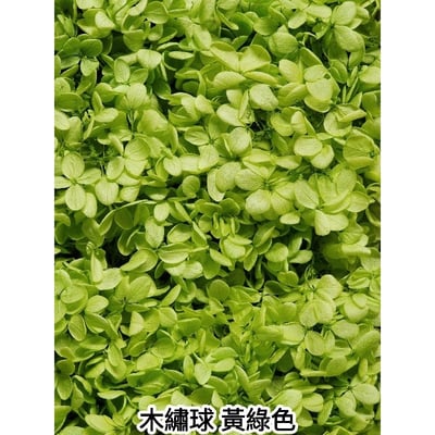 ★木繡球 單色 雙色 限定色★（8／7已更新）4