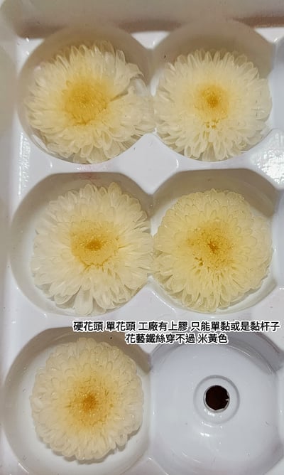 ♪2-3cm小雛菊 ♪10