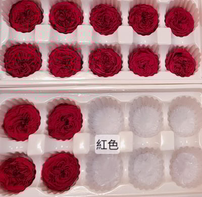 ✵3-4cm巧克力奧斯汀/平頭奧斯汀✵(7/25已更新)5