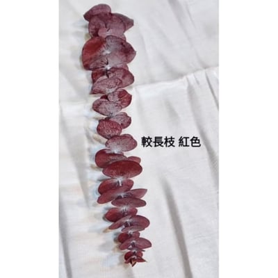 尤加利葉/小圓葉桉/大圓葉桉/蘋果桉（8／7已更新）15