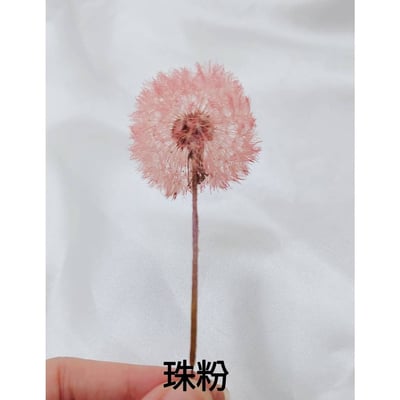 ❀蒲公英❀（7／25已更新）8