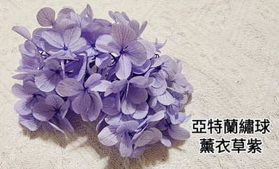 ★安娜繡球 亞特蘭繡球 單色雙色(6/30已更新)11