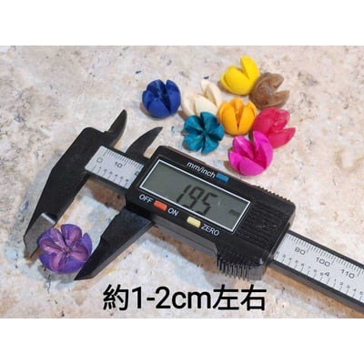 木荷果/開心果/開口笑果實/十字果5