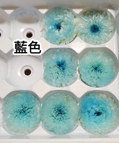 ♪2-3cm小雛菊 ♪17